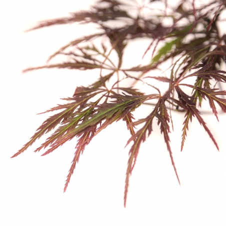 Acer palmatum dissectum garnet - Maple - 38 cm