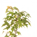Acer buergerianum - Érable - 43 cm