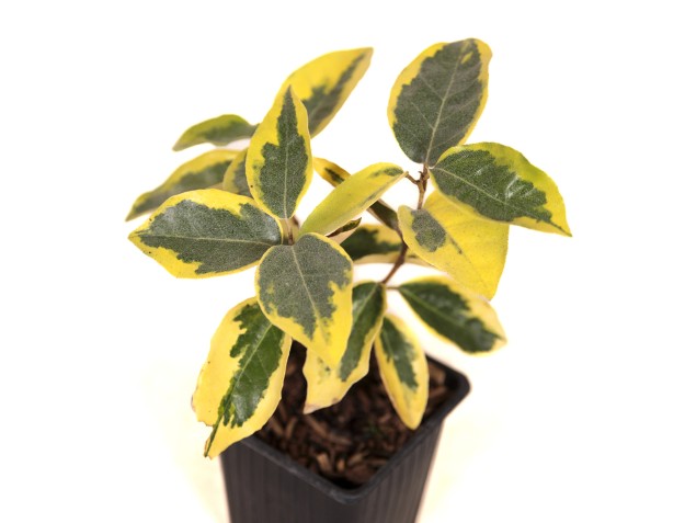 Elaeagnus ebbingei gilt edge - Eleagno - 27 cm 2