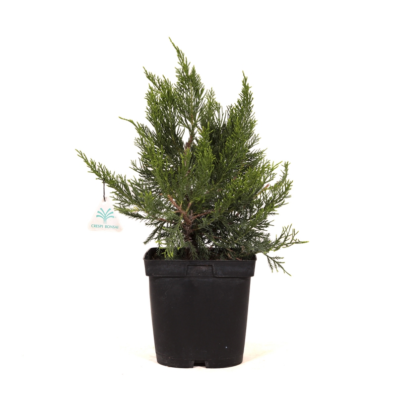 Juniperus media mint julep - Ginepro - 42 cm