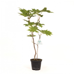 Acer palmatum momiji - Acero - 44 cm