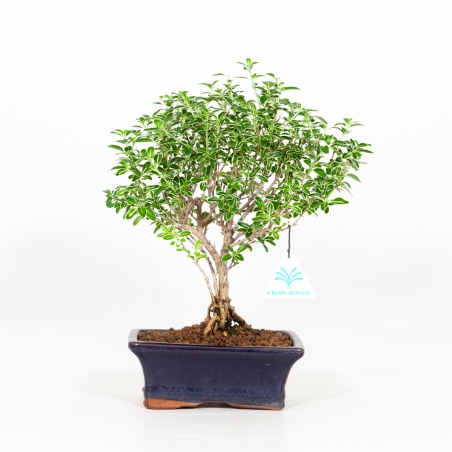 Serissa foetida variegata - Neige de juin - 29 cm