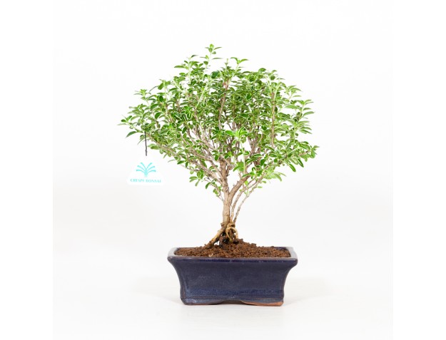 Serissa foetida variegata - Serissa - 29 cm 2