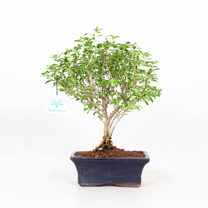 Serissa foetida variegata - Snow Rose - 29 cm