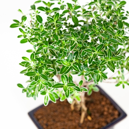 Serissa foetida variegata - Snow Rose - 29 cm