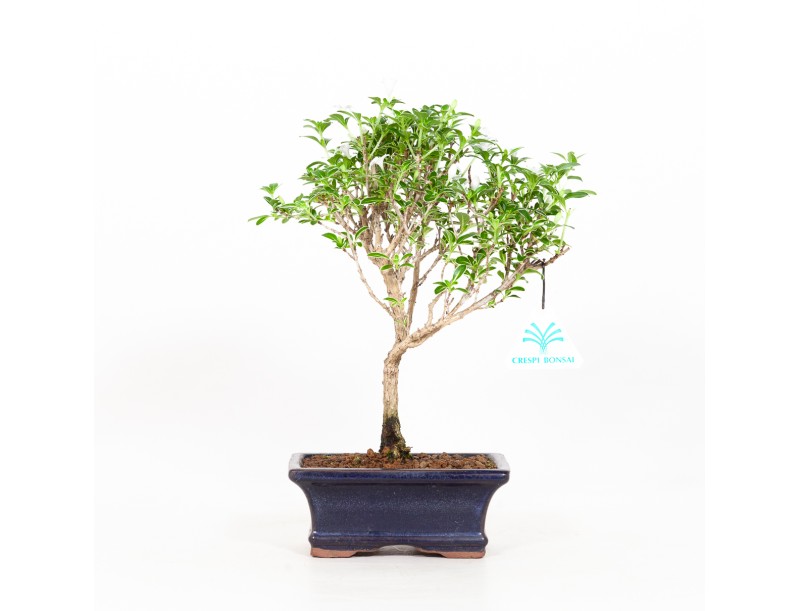 Serissa foetida variegata - Snow Rose - 25 cm