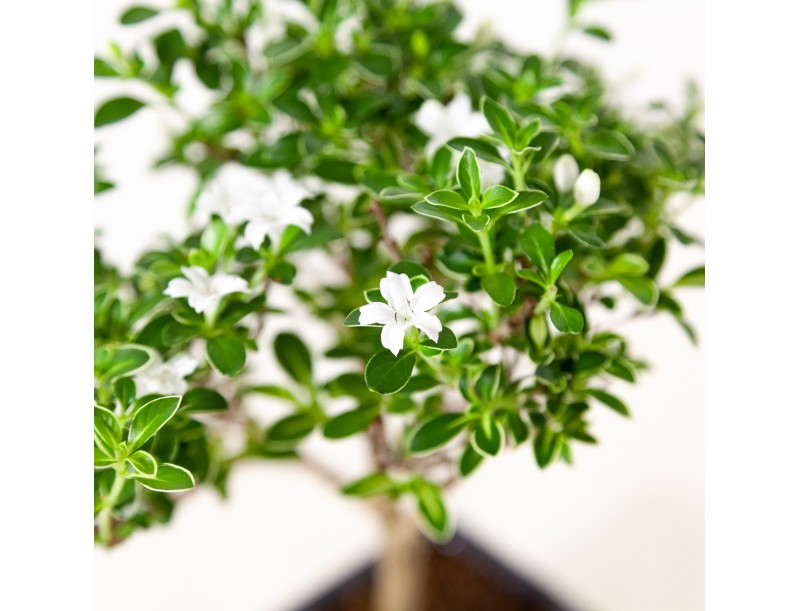 Serissa foetida variegata - Snow Rose - 25 cm