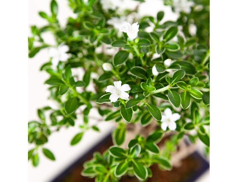 Serissa foetida variegata - Neige de juin - 25 cm