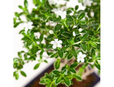 Serissa foetida variegata - Snow Rose - 25 cm