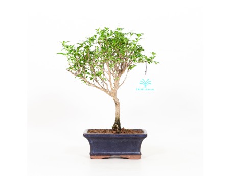 Serissa foetida variegata - Neige de juin - 25 cm