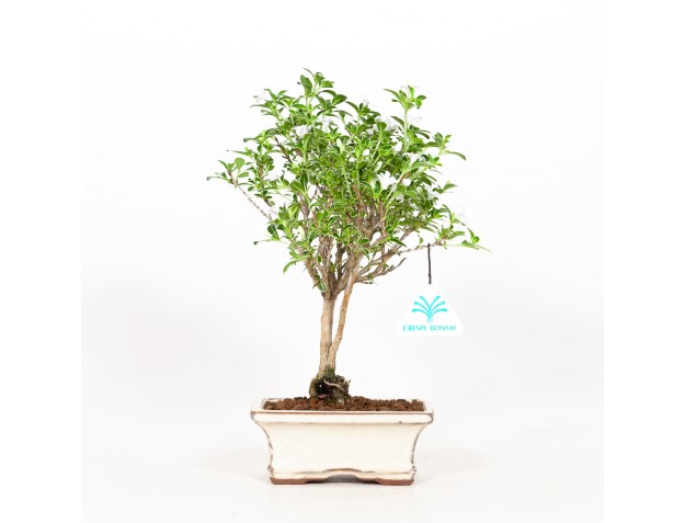 Serissa foetida variegata - Neige de juin - 25 cm