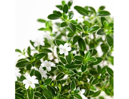 Serissa foetida variegata - Serissa - 25 cm