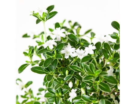 Serissa foetida variegata - Neige de juin - 25 cm