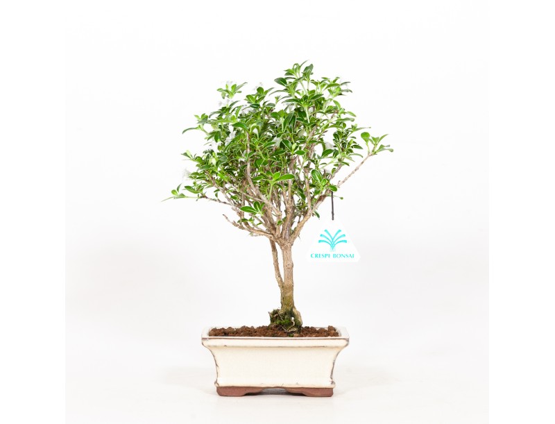 Serissa foetida variegata - Snow Rose - 25 cm