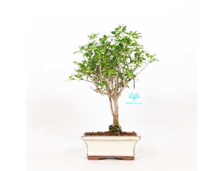 Serissa foetida variegata - Neige de juin - 25 cm