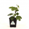 Ficus little miss figgy - Fico - 21 cm