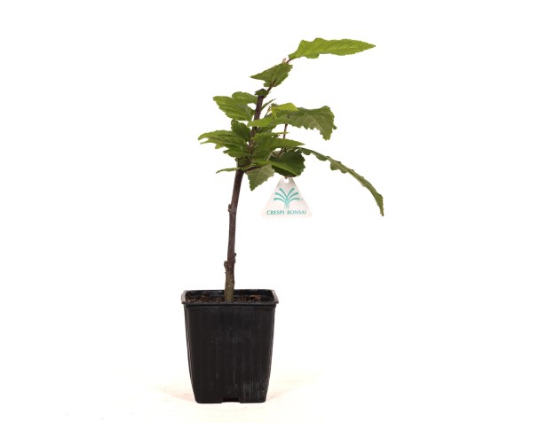 Carpinus betulus orange retz cov - Hainbuche - 34 cm