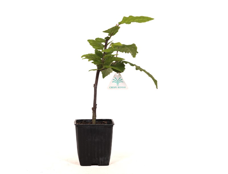 Carpinus betulus orange retz cov - Hainbuche - 34 cm