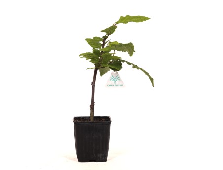 Carpinus betulus orange retz cov - Carpino - 34 cm