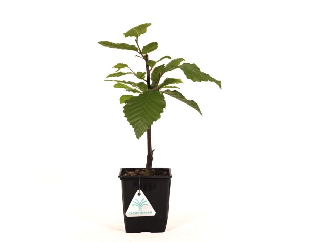 Carpinus betulus oranje retz cov - Haagbeuk - 34 cm 2