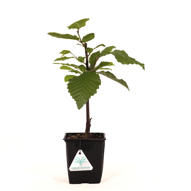 Carpinus betulus orange retz cov - Hornbeam - 34 cm