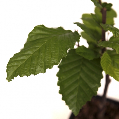 Carpinus betulus orange retz cov - Carpino - 34 cm