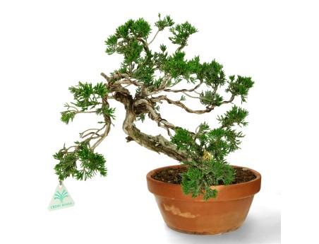 Juniperus Sabina - Genévrier- 40 cm