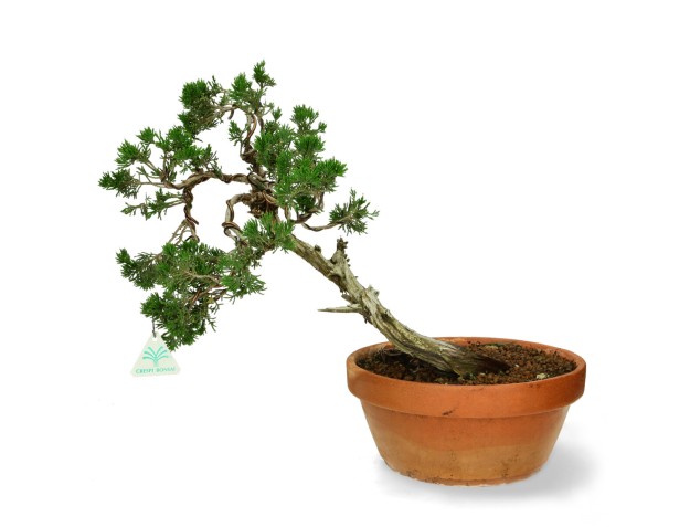 Juniperus Sabina - Ginepro - 40 cm 2