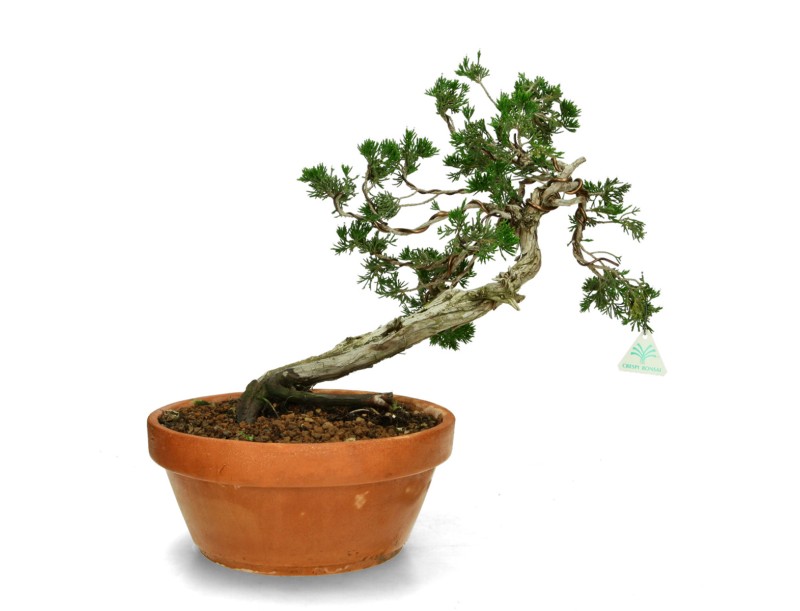 Juniperus Sabina - Genévrier- 40 cm