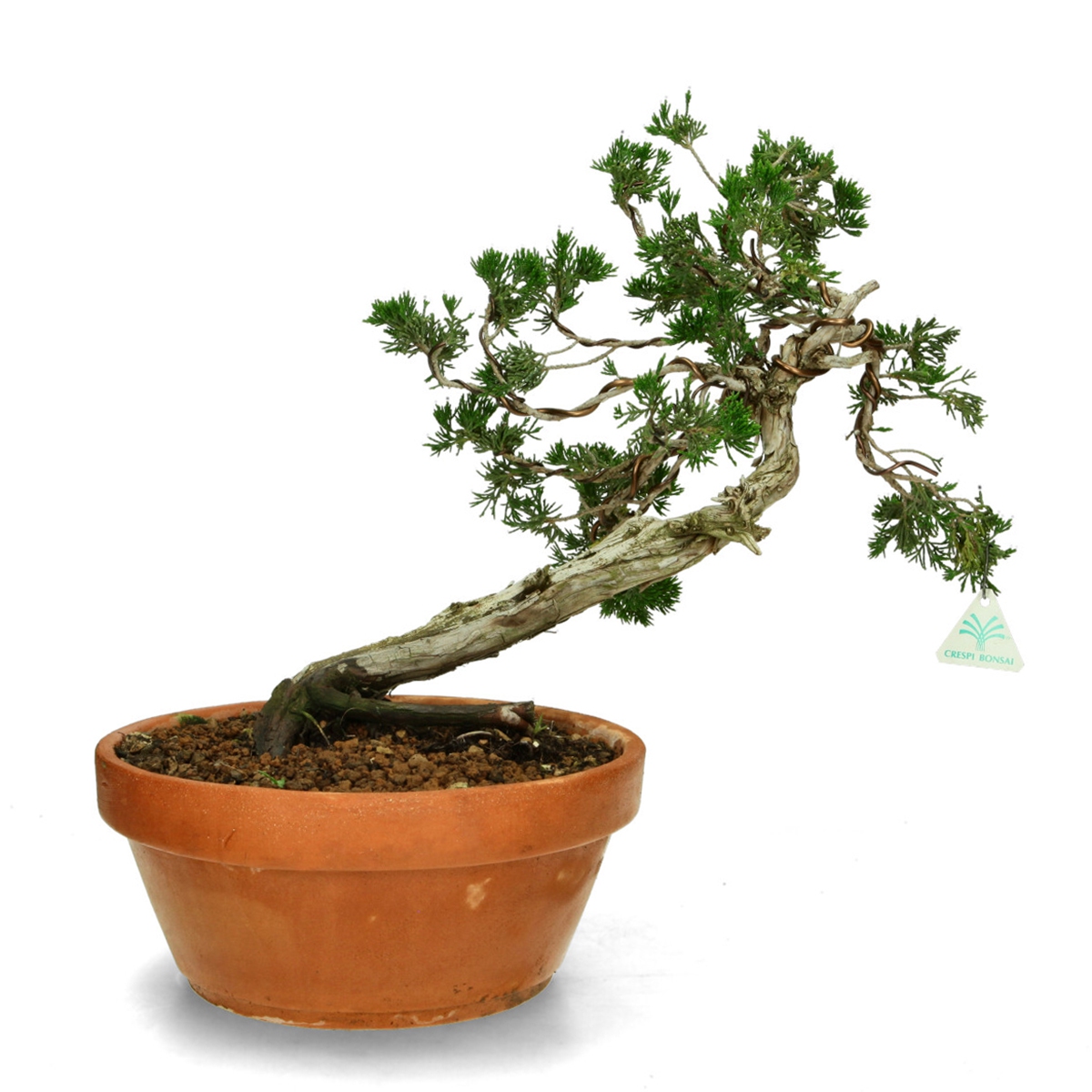 Juniperus Sabina - Juniper - 40 cm