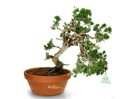 Juniperus Sabina - Genévrier- 40 cm