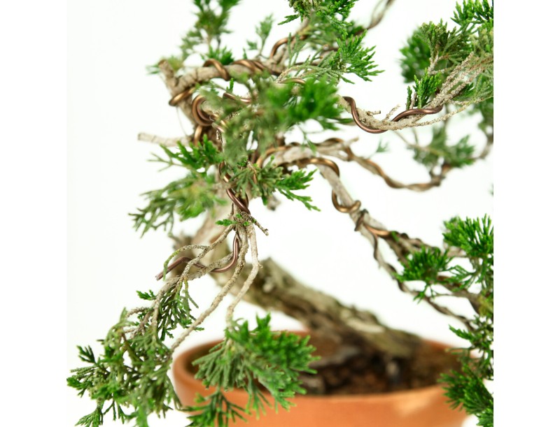 Juniperus Sabina - Genévrier- 40 cm