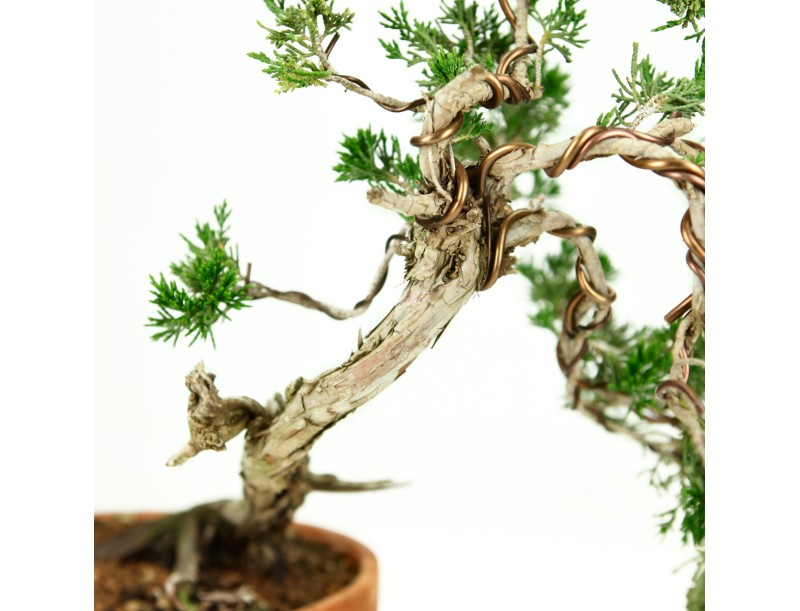 Juniperus Sabina - Genévrier- 40 cm