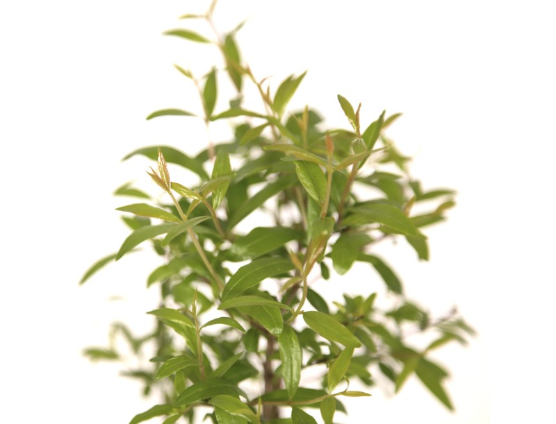 Punica granatum nana - Melograno - 28 cm