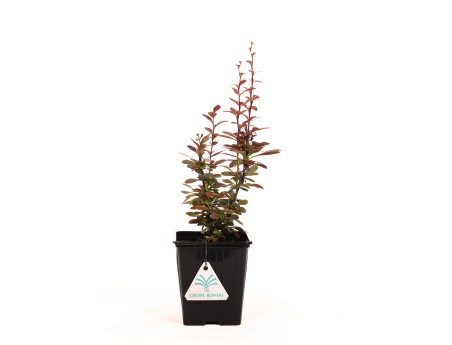 Berberis thumbergi red torch - 30 cm