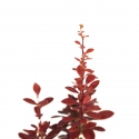 Berberis thumbergi red torch - 30 cm