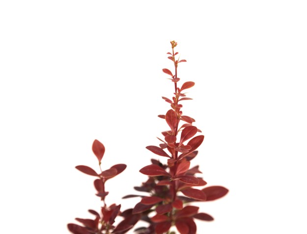Berberis thumbergi red torch - 30 cm 2