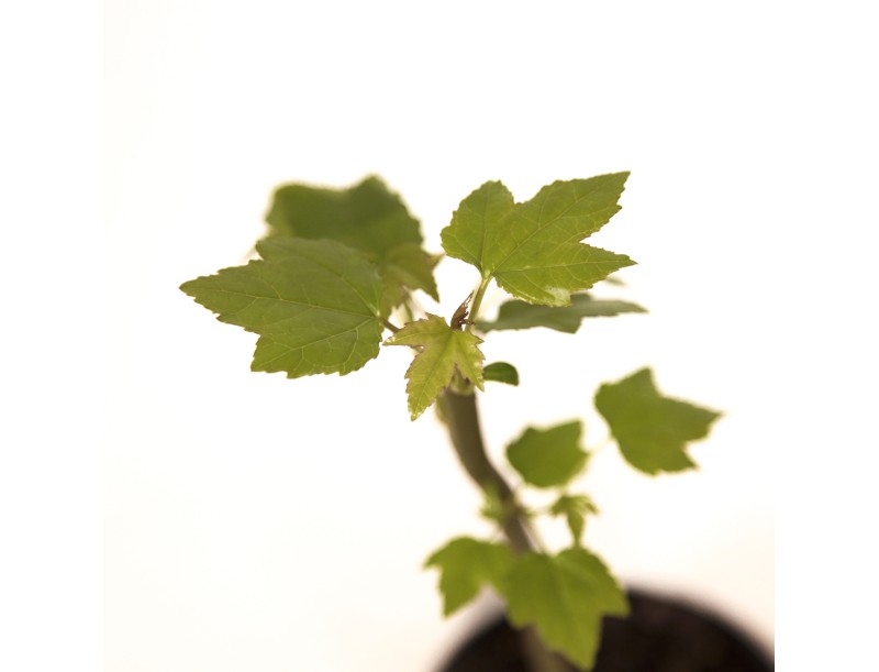 Liquidambar styraciflua - 30 cm