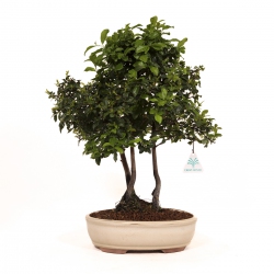 Diospyros kaki - Cachi - 41 cm