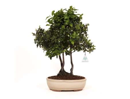 Diospyros kaki - Figuier caque - 41 cm