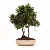 Diospyros kaki - Kaki - 41 cm