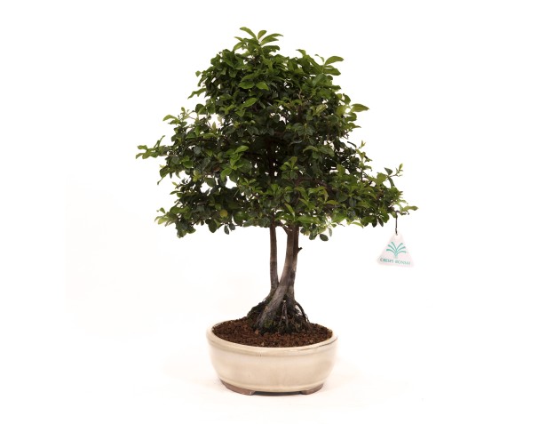 Diospyros kaki - Cachi - 41 cm 2