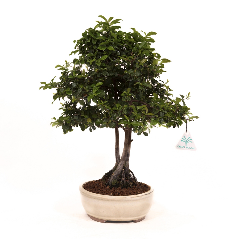 Diospyros kaki - Cachi - 41 cm