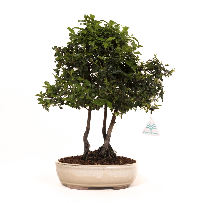 Diospyros kaki - Cachi - 41 cm