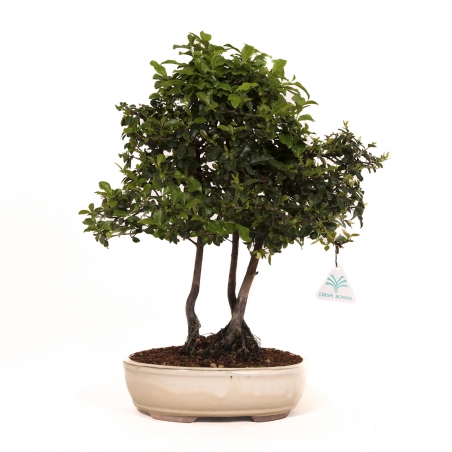 Diospyros kaki - Figuier caque - 41 cm