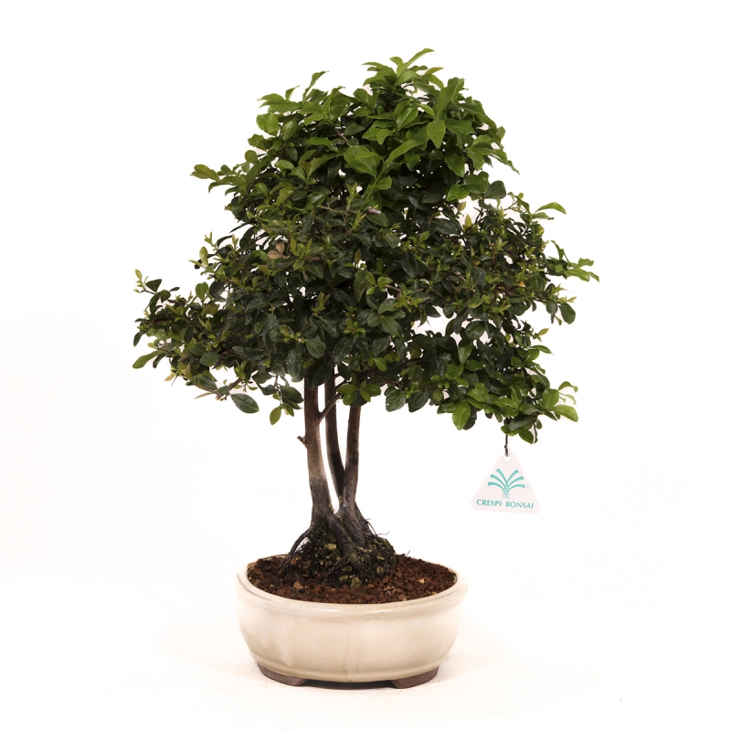 Diospyros kaki - Oriental persimmon - 41 cm