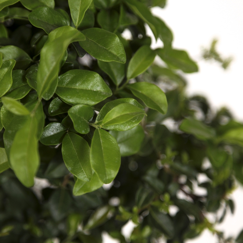 Diospyros kaki - Figuier caque - 41 cm