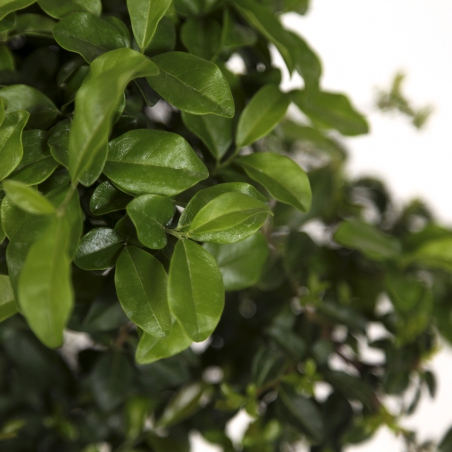 Diospyros kaki - Figuier caque - 41 cm