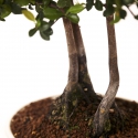 Diospyros kaki - Oriental persimmon - 41 cm