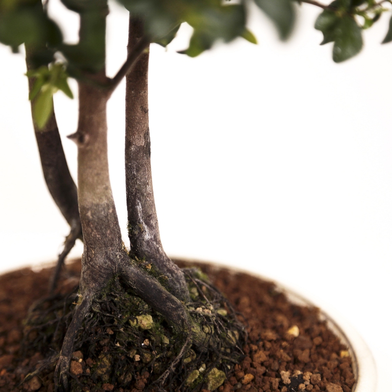 Diospyros kaki - Cachi - 41 cm